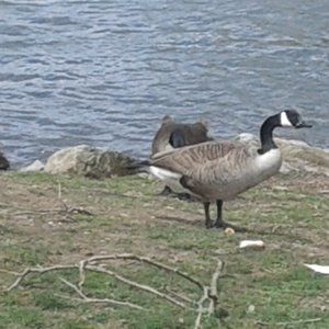 COVID AND NIRSING HEALTHCARE BOOK